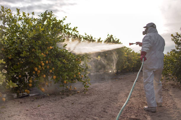 Best Affordable Pest Control Services  in Ke Charles, LA