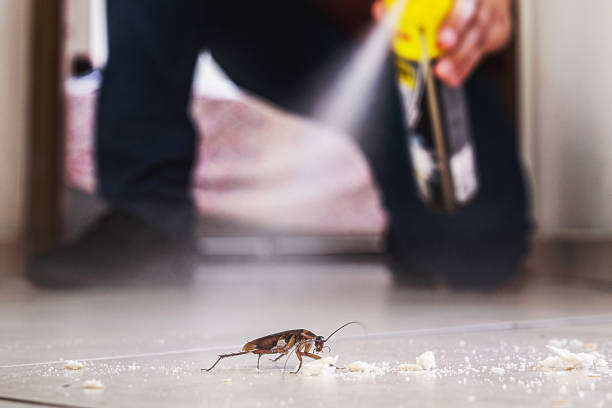 Best Pest Removal Services  in Ke Charles, LA